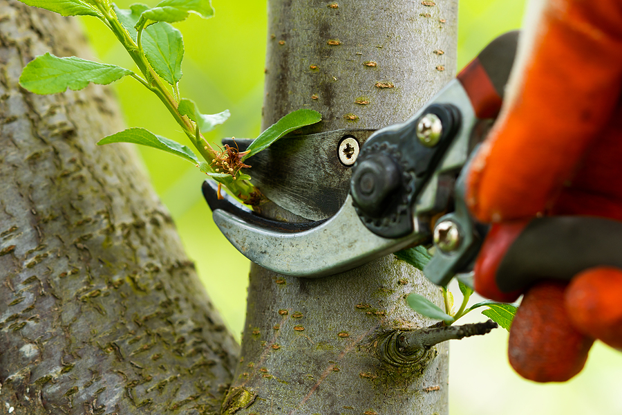 tree pruning service