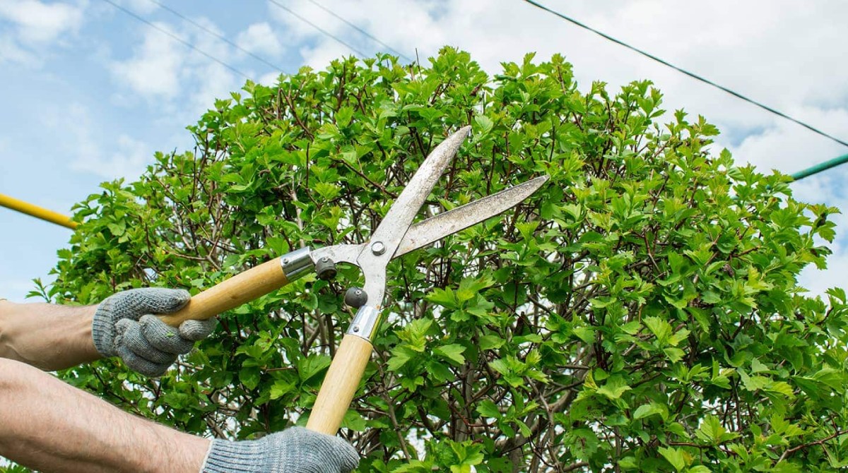 Understanding Tree Pruning Costs and When It’s Worth the Investment