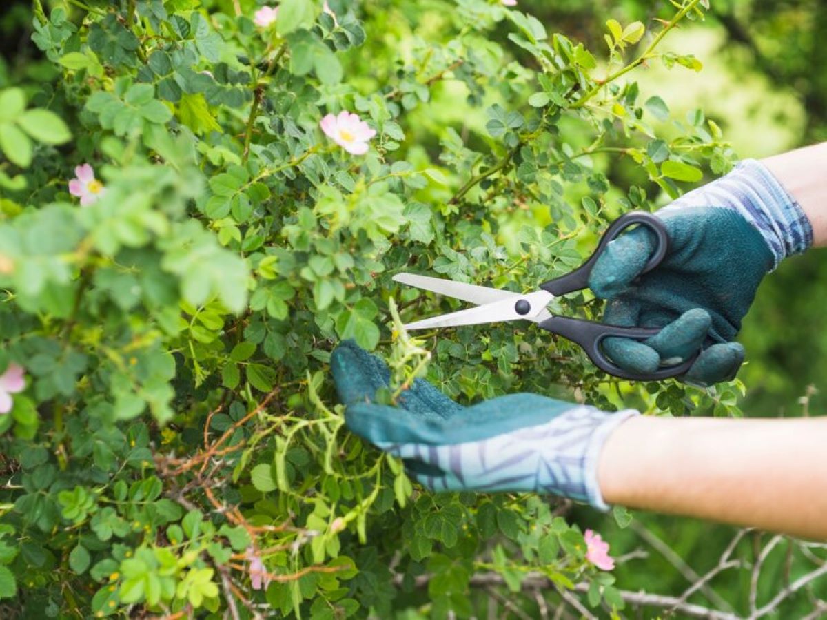 A Guide to Choosing Reliable Tree Pruning Services Near Me